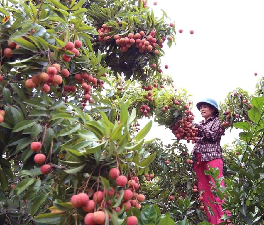 Harvest 2 Harvest 2
