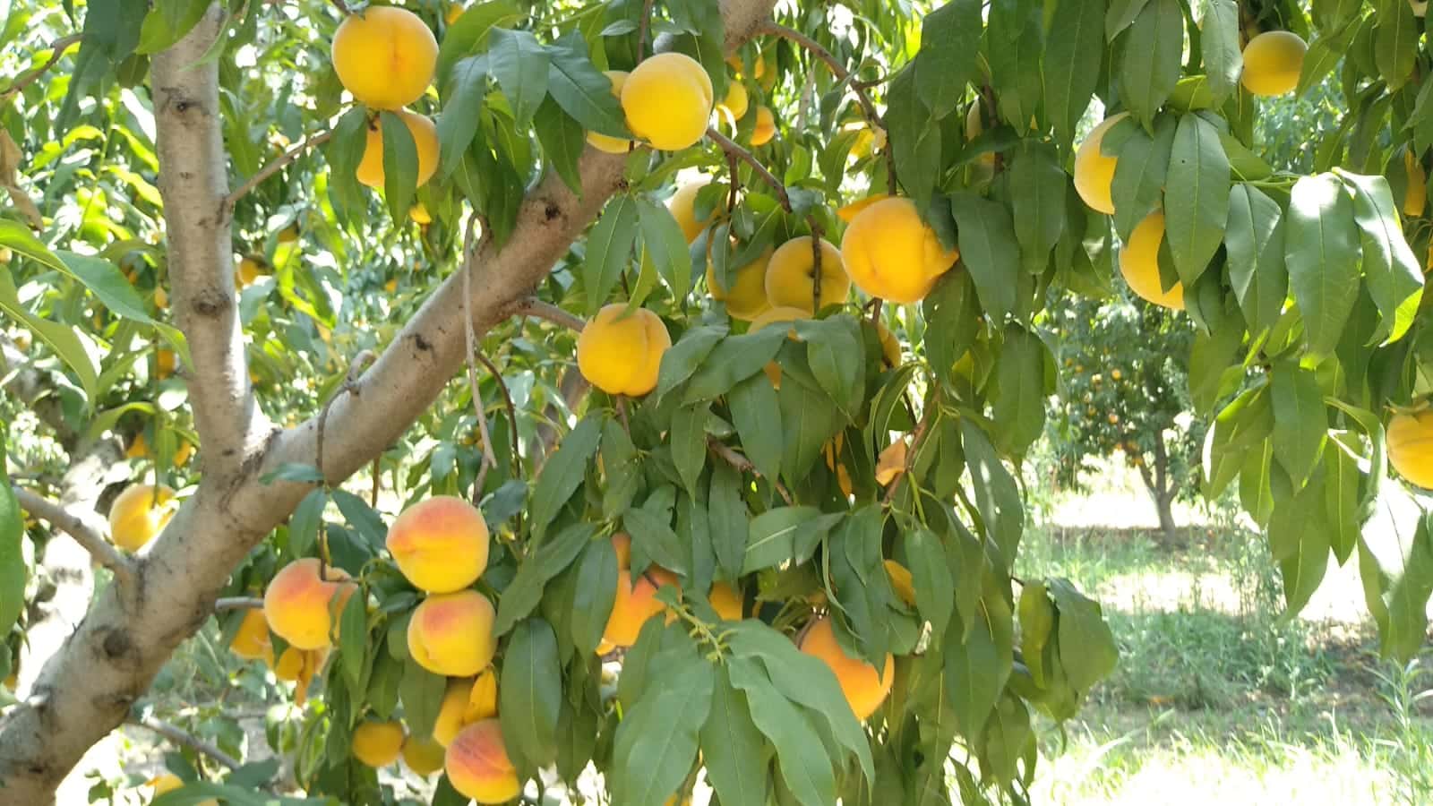 PESCHE FRUTTETI FDS