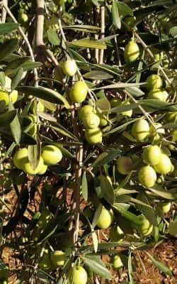 raccolta olive fds