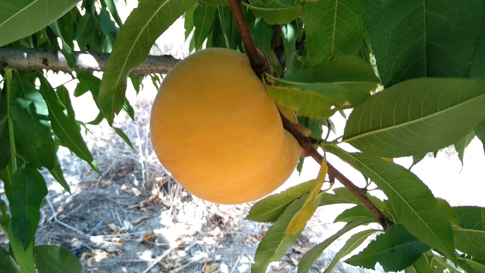raccolta pesche fds1 (1)